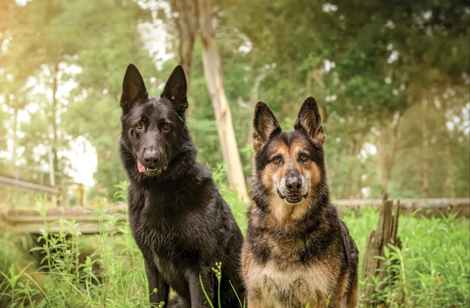 Two German Shepherds in long green grass in front of gum trees: a solid black shepherd sitting on the left with the tip of its tongue showing, and an older black and tan shepherd on the right with grey coming through on the muzzle