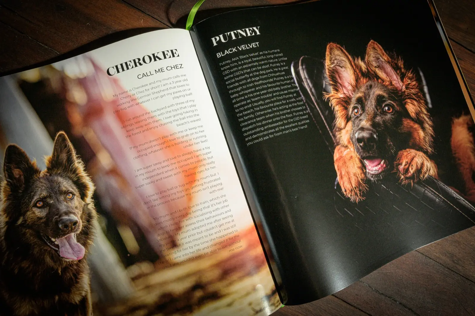 German Shepherds of Australia open at Cherokee, Call Me Chez, beside Putney, Black Velvet