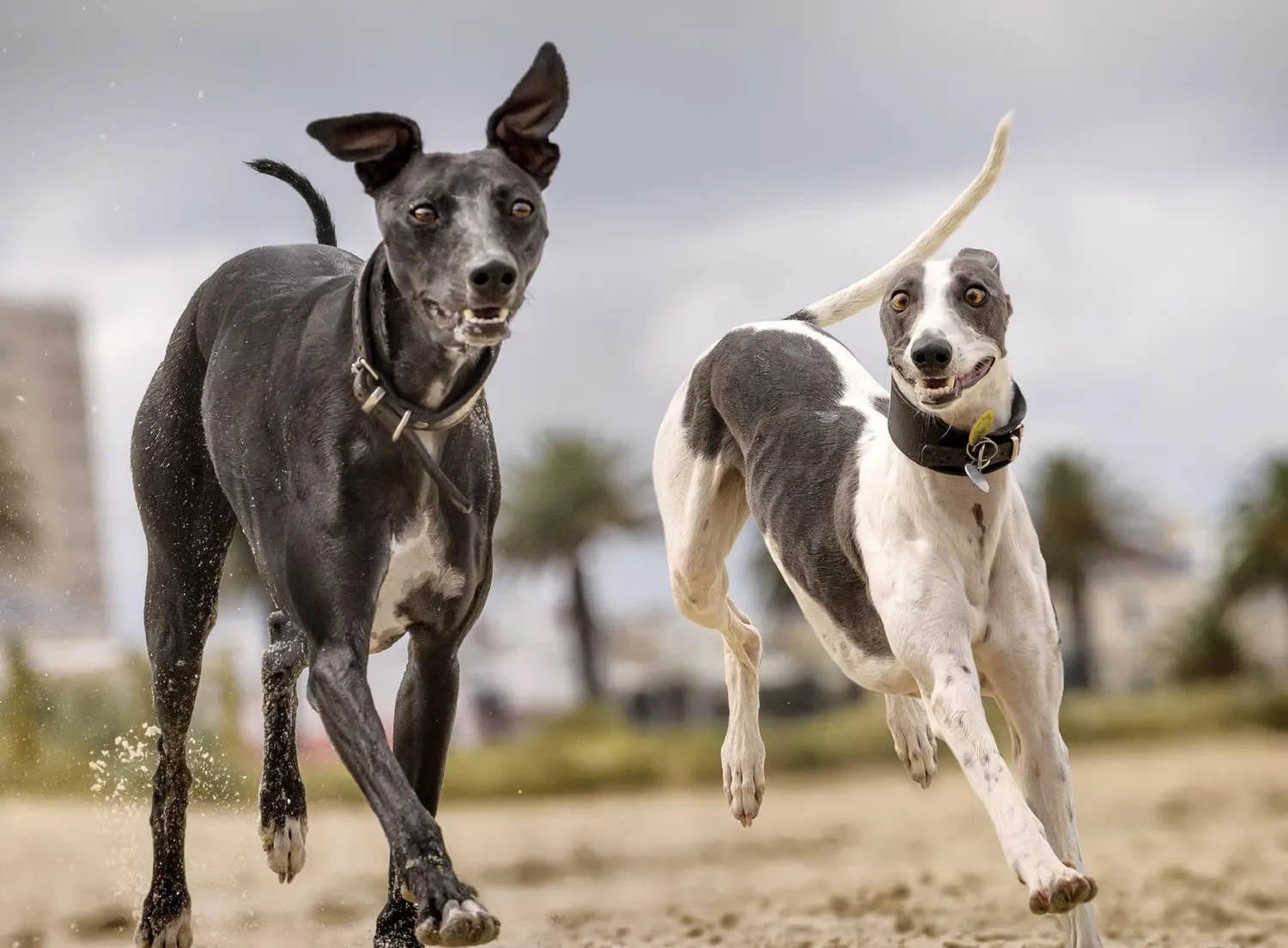 Two whippets galloping towards the camera along a sandy beach under a grey sky, one black with a white chest and ears flying, one white with grey patches and a wide grin, palm trees and a building blurred behind