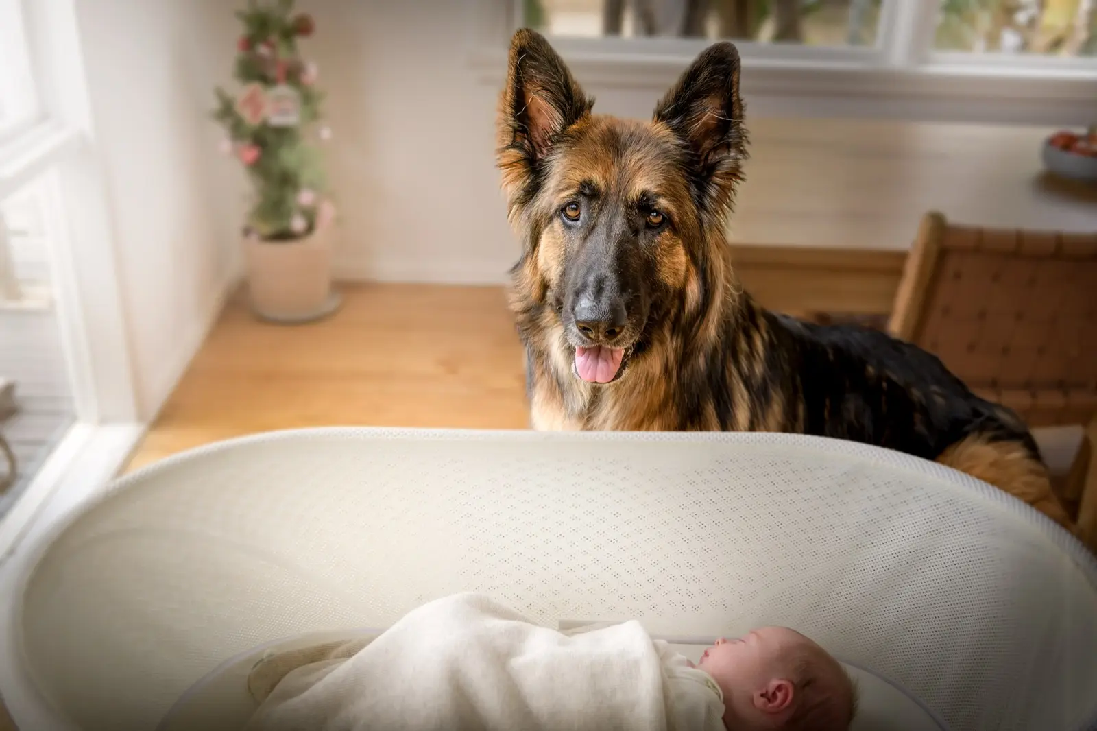 A long-coated German Shepherd stands behind a white bassinet, looking towards the camera, with a sleeping newborn in the foreground