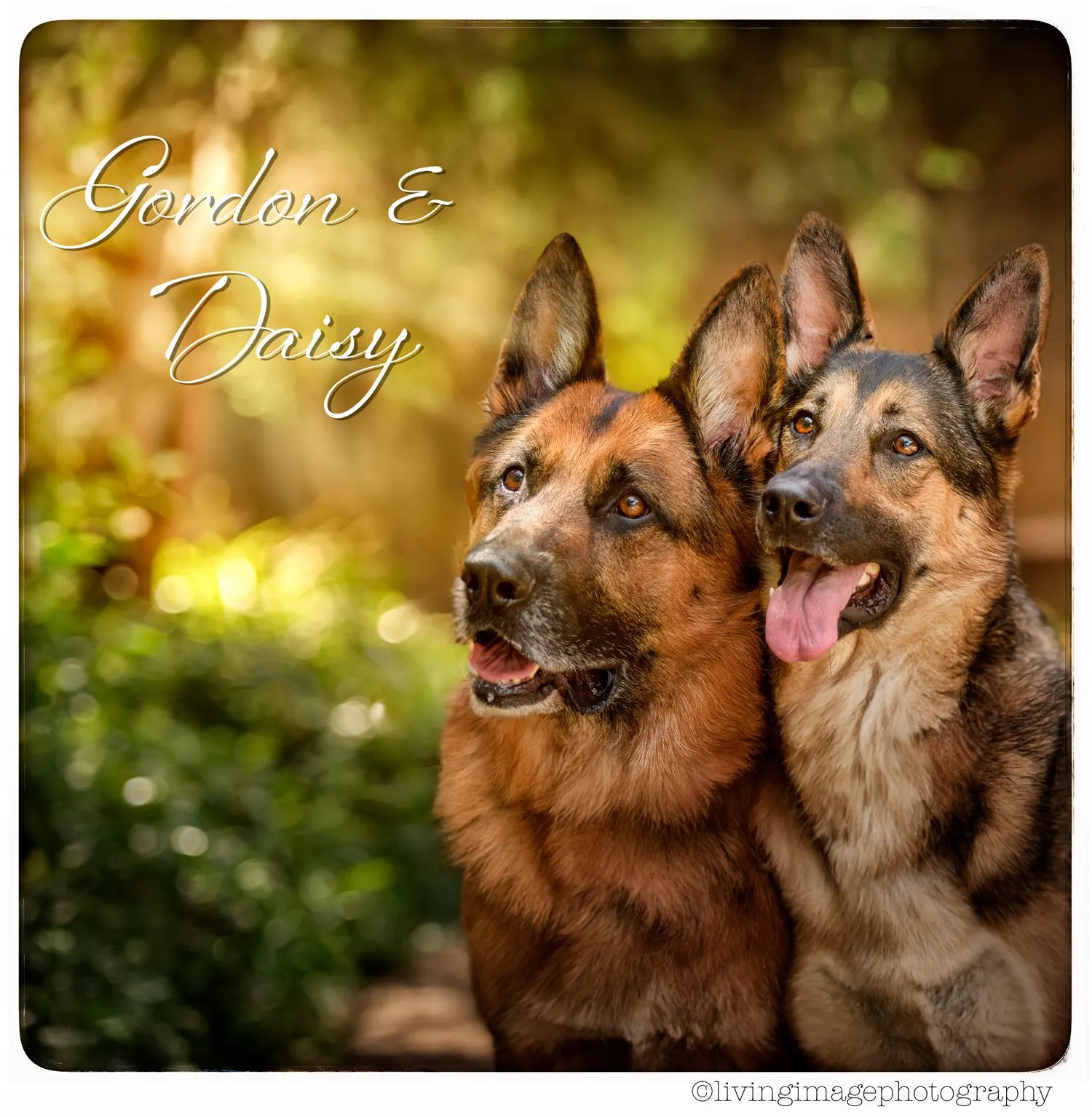 Two German Shepherds side by side in a leafy garden: Gordon, red and black with grey on his chin, on the left, and Daisy, black and tan with her tongue out, on the right, with the words Gordon and Daisy written in script