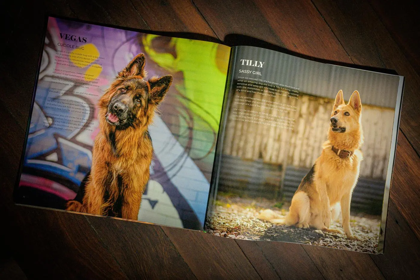 An open spread of German Shepherds of Australia: Vegas and Tilly