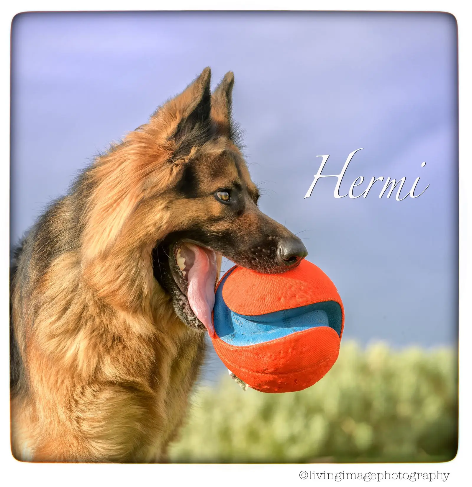 A long-coated German Shepherd in profile against a blue sky, holding an orange and blue ball firmly in his mouth