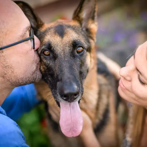 A German Shepherd with her tongue out between two people, one kissing the side of her head